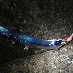 雨の中の太刀魚釣り